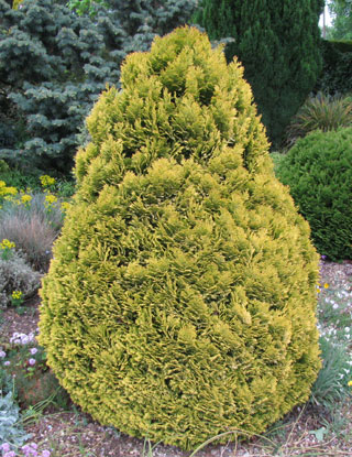 CHAMAECYPARIS lawsoniana 'Minima Aurea'