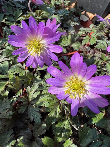 Anemone blanda 'Charmer'