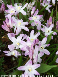 Chionodoxa forbesii 'Pink Giant' 