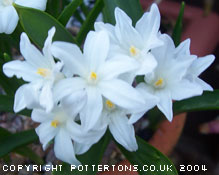 Chionodoxa luciliae gigantea alba 