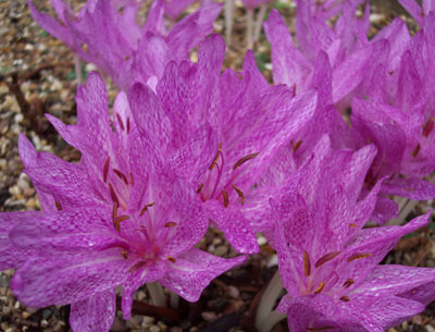 Colchicum agrippinum 