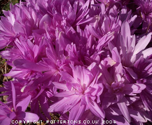 Colchicum Waterlily