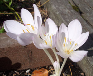 Colchicum autumnale 'Album' 