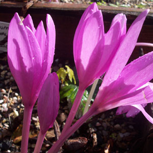 Colchicum autumnale 