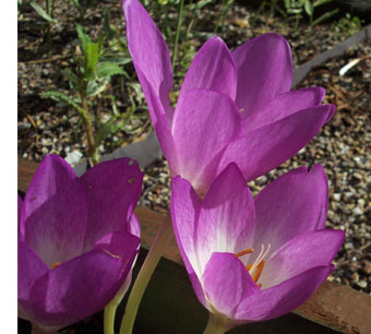 Colchicum bivonae