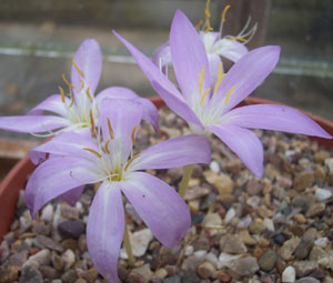 Colchicum boisseri