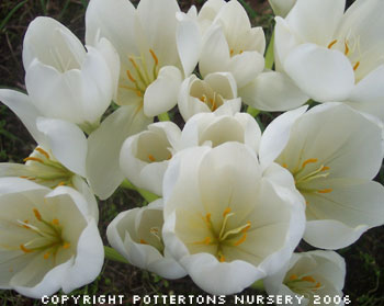 Colchicum speciosum 'Album'