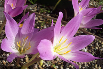 10 Colchicum collection
