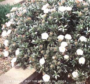 Convolvulus cneorum