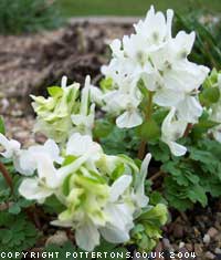 Corydalis malkensis