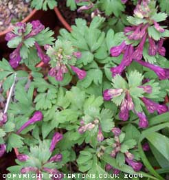 Corydalis solida 'Purple Bird'