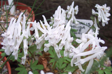 Corydalis solida 'White Swallow'