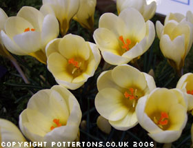 Crocus chrysanthus 'Cream Beauty' 