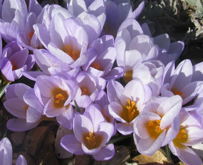 Crocus sieberi ssp atticus 'Firefly' 