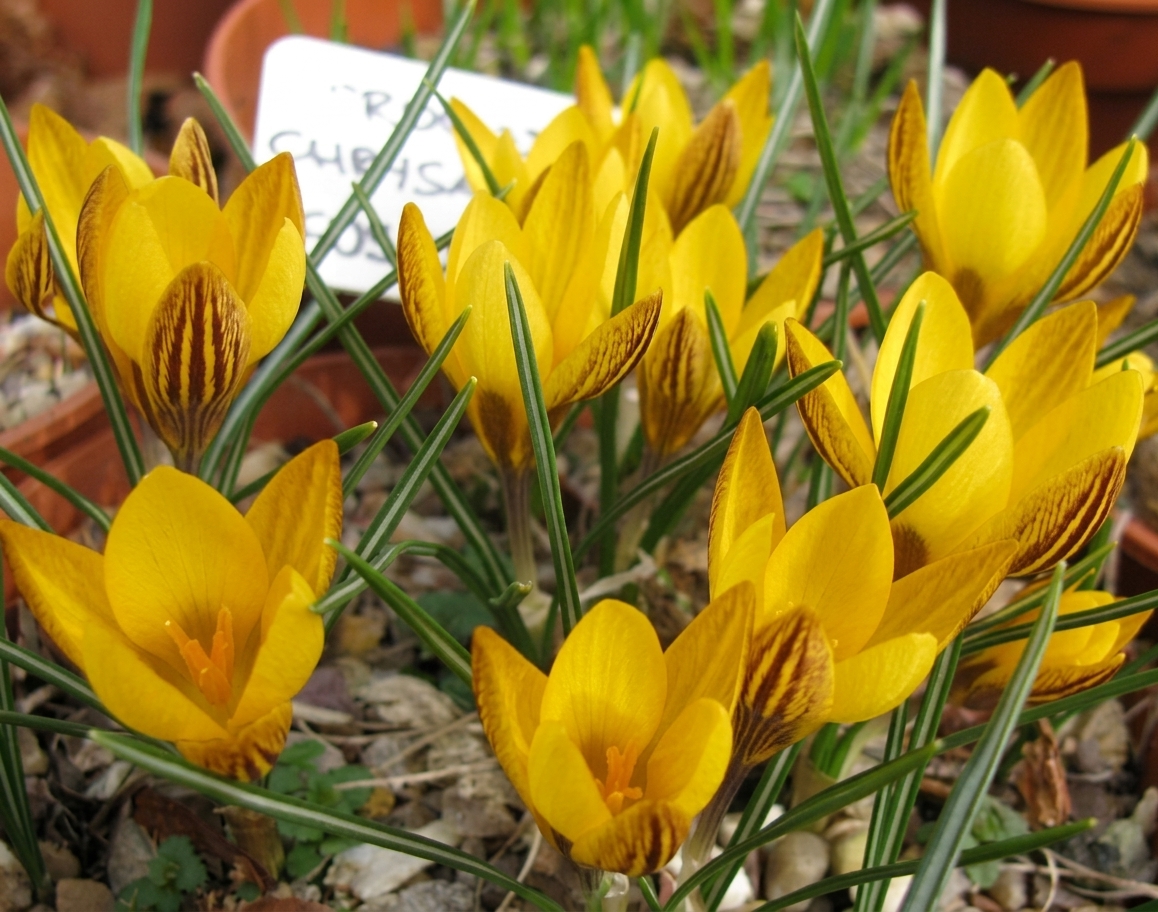 5 Bulbes De Crocus Fuscotinctus - Crocus Doré Précoce Jaune Strié De Bronze, Pour Rocailles Et Pelouses