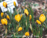 Crocus chrysanthus 'Goldilocks' 