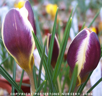 Crocus chrysanthus 'Herald'