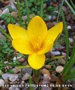 Crocus korolkowii 'Kiss of Spring' 