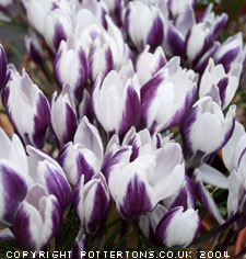 Crocus chrysanthus 'Ladykiller'