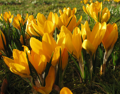 Crocus 'Mammoth Yellow'