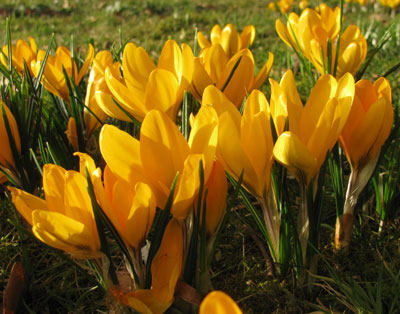 Crocus 'Mammoth Yellow'