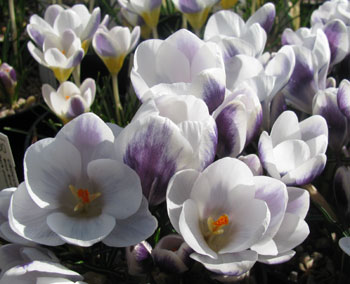 Crocus chrysanthus 'Prins Claus' 