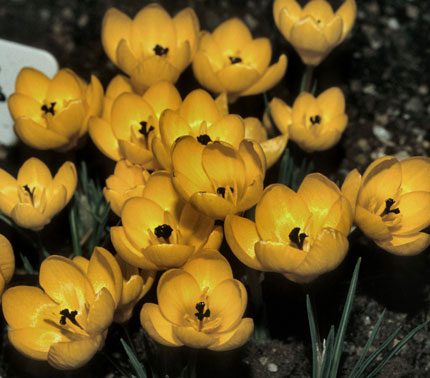 Crocus chrysanthus 'Sunspot' 1134/20