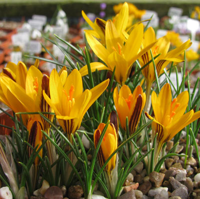 Crocus angustifolius 