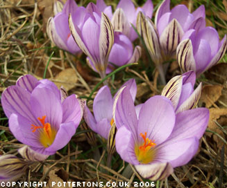 Crocus corsicus 