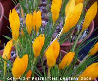 Crocus flavus ssp. flavus 