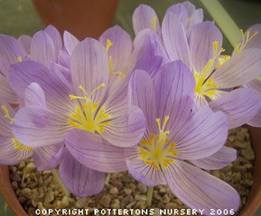 Crocus kotschyanus ssp kotschyanus (AUT) 