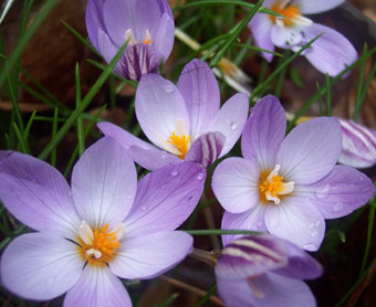 Crocus laevigatus 'Fontenayi' (AUT) 