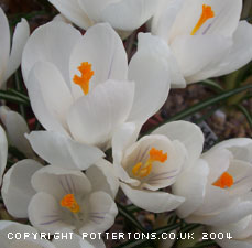 Crocus 'Jeanne d'Arc' 