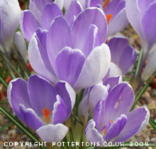 Crocus 'Vanguard' 