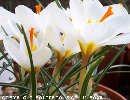 Crocus malyi 'Sveti Roc' AH.8651