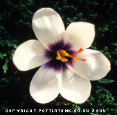 Crocus mathewii (AUT) 