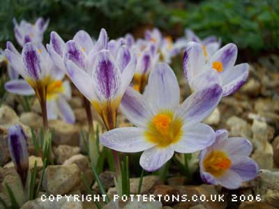 Crocus sieberi 'Ronald Ginns' 