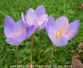 Crocus speciosus ssp. speciosus (AUT) 