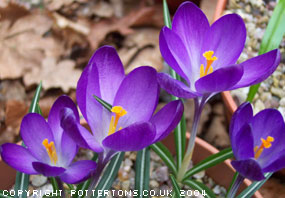 Crocus tommasinianus 'Ruby Giant' 