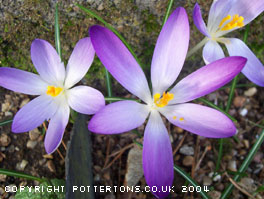 Crocus tommasinianus 'Whitewell Purple' 