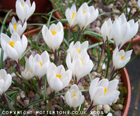 Crocus vernus albiflorus
