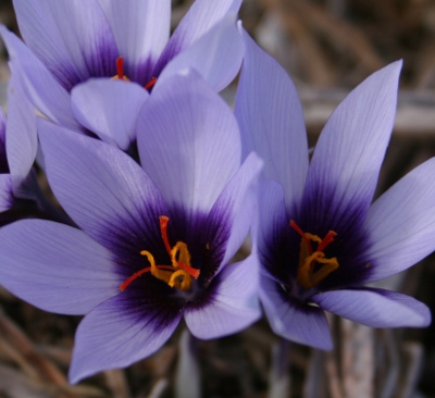 Crocus mathewii 'Dream Dancer' (AUT) 