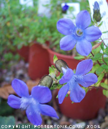 Cyananthus microphyllus 