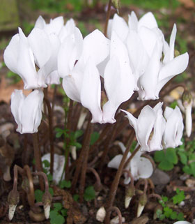 Cyclamen hederifolium 'Album'