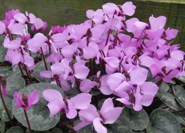 Cyclamen alpinum 