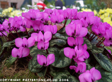 Cyclamen coum