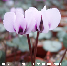 Cyclamen coum Album