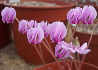 Cyclamen hederifolium