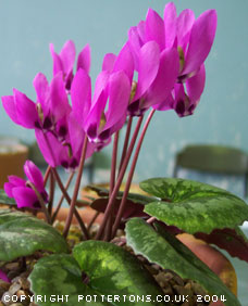 Cyclamen pseudibericum 