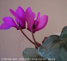 Cyclamen purpurascens (deliver Sept to October)